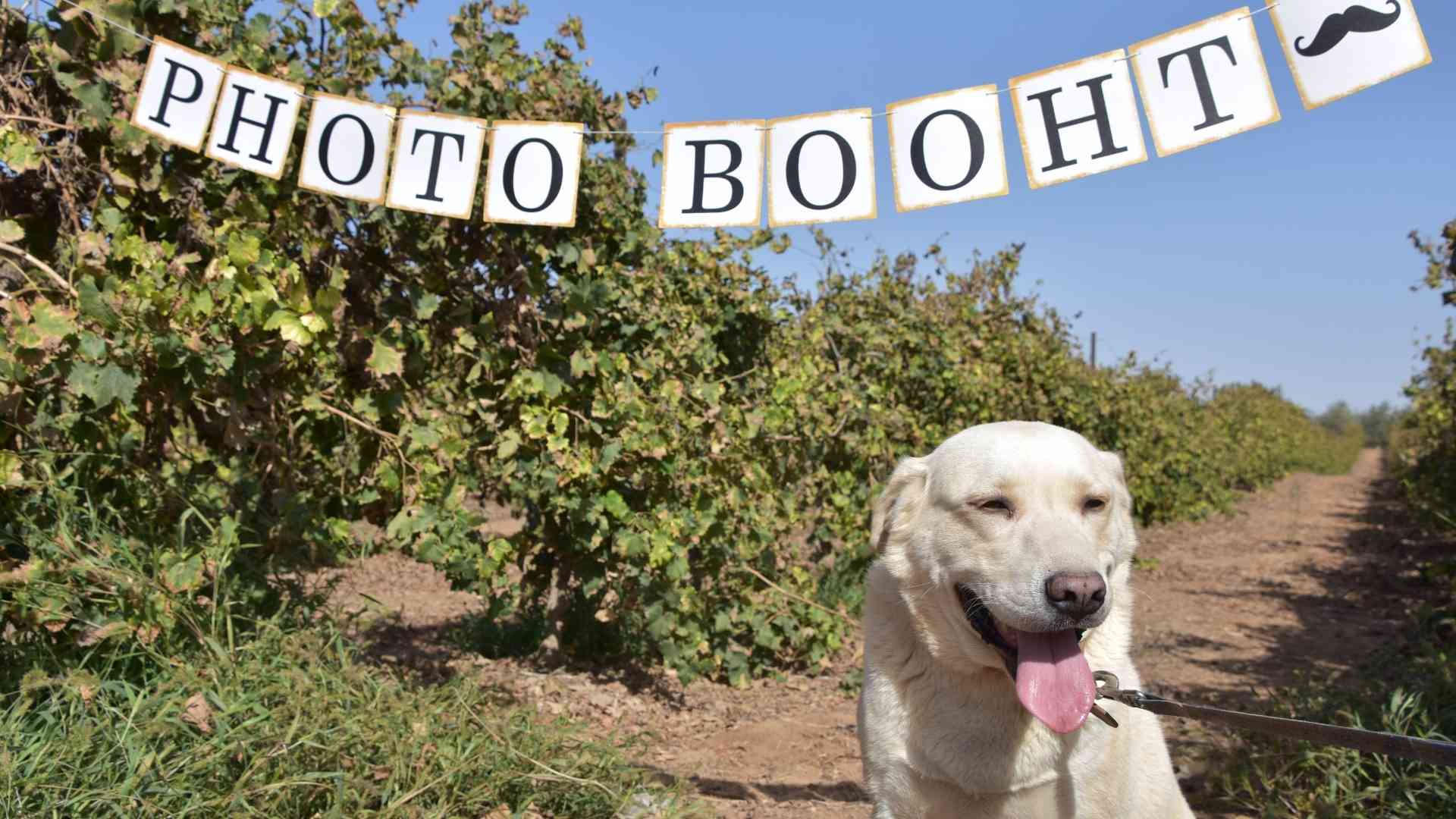 alquiler de fotomatones portátiles en córdoba